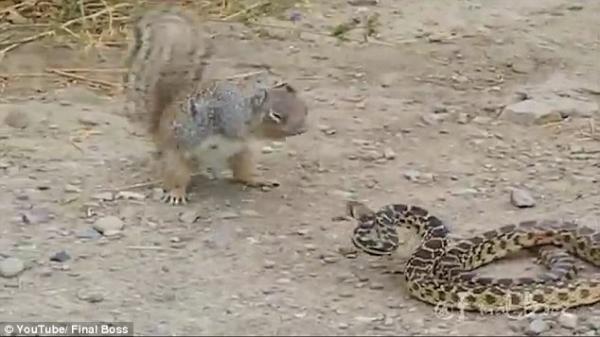 بالفيديو: معركة بين سنجاب وأفعى تنتهي بشكل غير متوقع