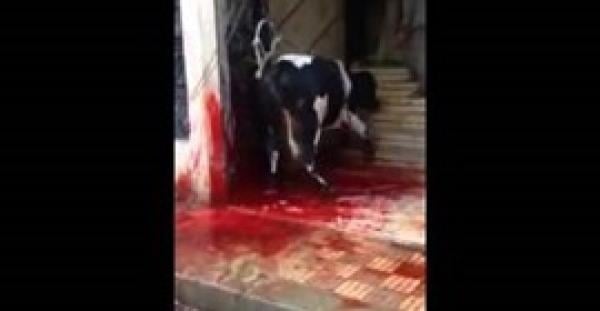 بالفيديو.. «عجل» يهرب مذبوحًا بسبب خطأ جزار