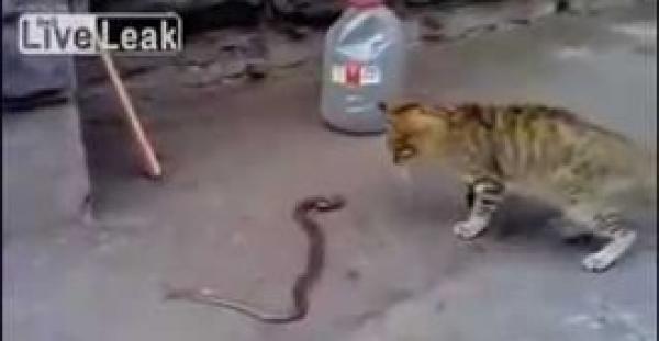 بالفيديو.. قطة تنتصر على ثعبان سام في معركة بالشارع