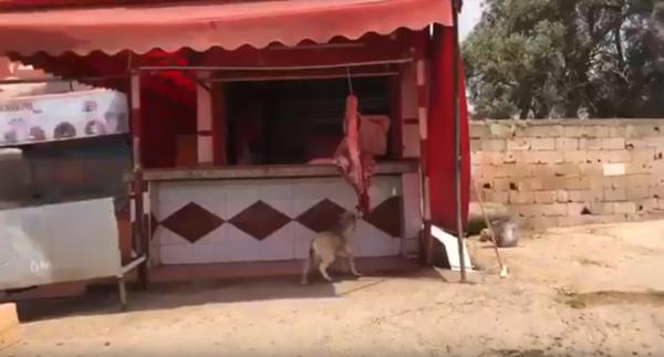 ردوا البال آش كاتاكلو:كلب يأكل من لحم معروض للبيع عند جزار