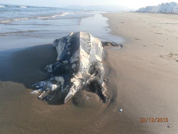 البحر يلفظ سلحفاة عملاقة بساحل مدينة مرتيل‏