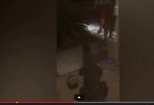 بالفيديو: استيقظ ليجد تماسحاً ضخماً يطرق بابه