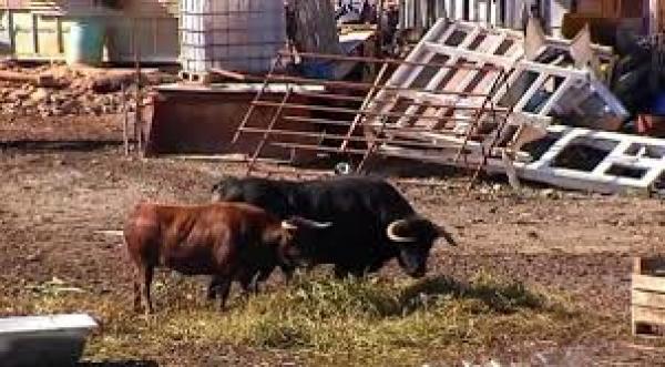 بالفيديو: إسباني يستبدل كلاب الحراسة بالثيران لحماية ممتلكاته