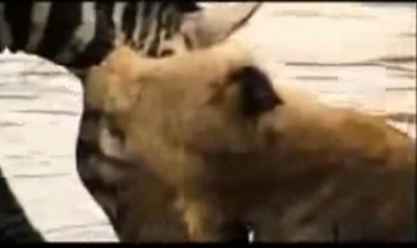 بالفيديو: شاهد لبؤة تتحول "فريسة" لحمار وحشي