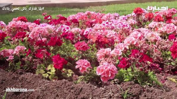 ورود ومناطق خضراء تستعيد رونقها وجمالها في زمن الجائجة