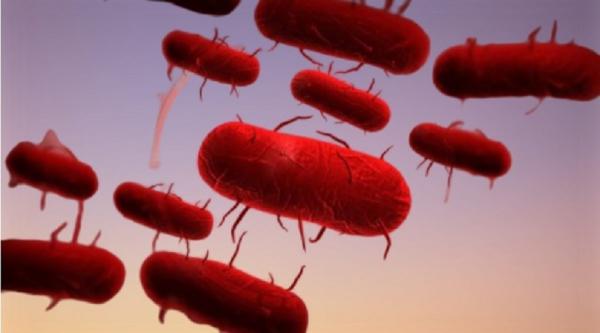 "الطاعون الدبلي" يودي بحياة أول ضحاياه ومخاوف دولية من تحوله إلى جائحة جديدة