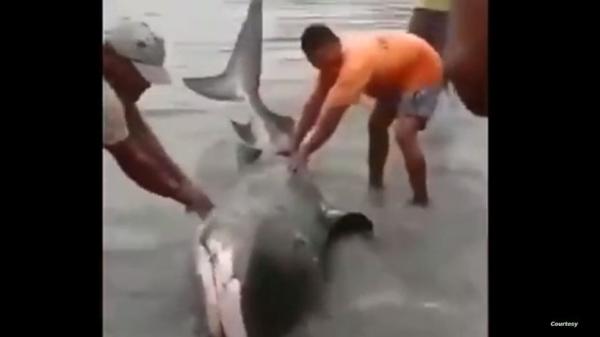 فيديو مفبرك لقرش حي جنح لشاطئ في المغرب.. ما القصة؟