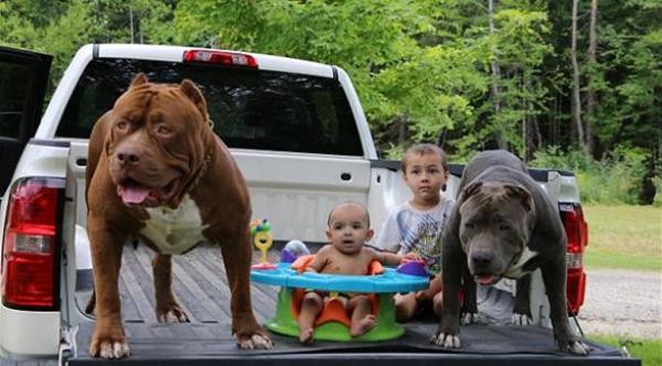 كلب بيتبول ينجب 8 جراء تقدر قيمتها بـ 800 ألف دولار