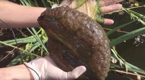 بالفيديو: حيوان غامض يشبه الدماغ البشري يحيّر العلماء