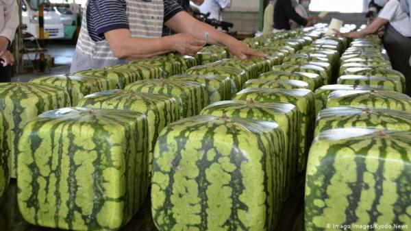 هكذا نجح اليابانيون في زراعة البطيخ المربع والهرمي