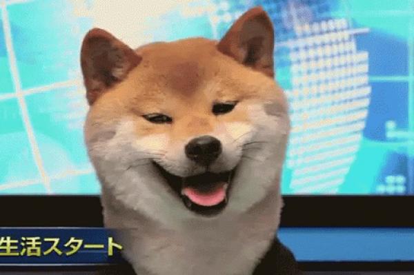 كلب يذيع نشرة أخبار على الهواء !