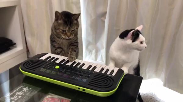 بالفيديو: قطتان يابانيتان تعزفان على الأورغ بمهارة