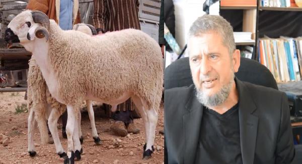 د بورباب: هكذا يجب أن نتعامل مع أضحية العيد يوم الذبح