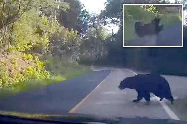 بالفيديو: لحظة صدم سيارة مسرعة لدب أسود