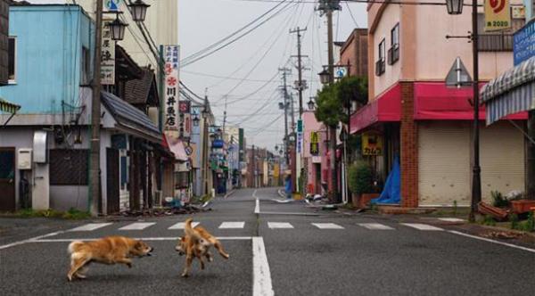 تطبيق في اليابان للإبلاغ عن وجود فضلات كلاب في الشوارع