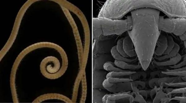 علماء يكتشفون دودة عمياء تمتلك 1306 أرجل