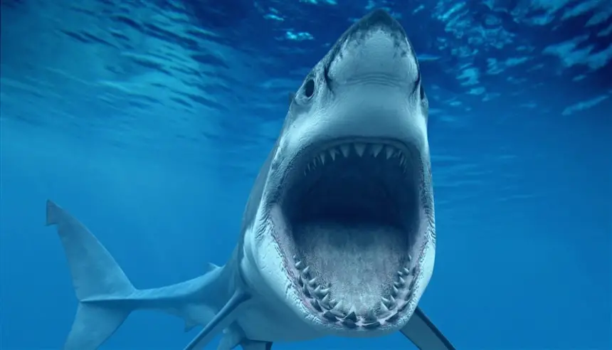 كاميرا في فم القرش.. فيديو مذهل يكشف لقطات نادرة من الأعماق