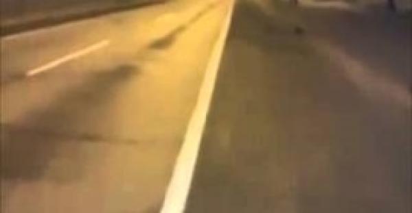 بالفيديو.. كلب يظهر على طريقة الأشباح وسط الطريق السريع