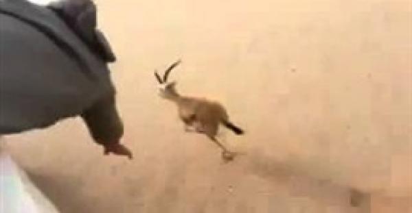 بالفيديو.. سعودي يصطاد غزالا بيد واحدة