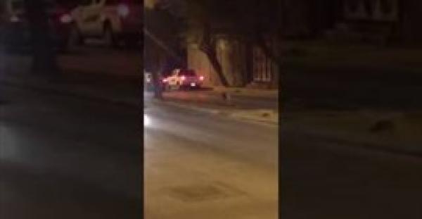 بالفيديو.. نمر يتجول في الشارع يثير ذعر السعوديين