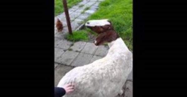 بالفيديو.. «ماعز مشعوذة» تستطيع دوران رأسها 360 درجة