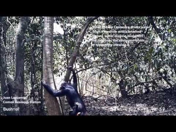 بالفيديو: حيوانات شمبانزي تستخرج الماء من الأشجار بطريقة ذكية