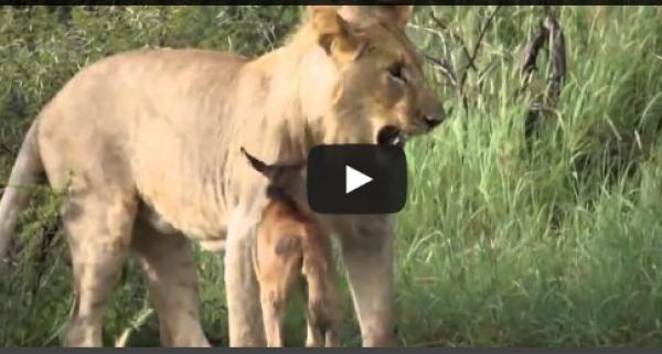بالفيديو: أسد يحمي عجلاً صغيراً من مجموعة أسود