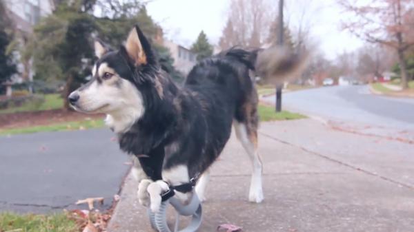 بالفيديو .. 5 مليون مشاهدة للكلب صاحب الأطراف الاصطناعية