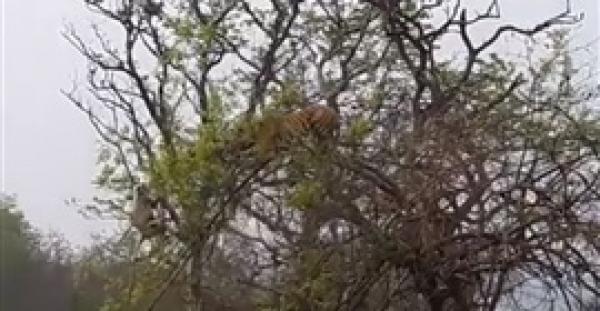 بالفيديو.. نمر جائع يتسلق شجرة ليصطاد قردا