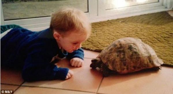 أقدم سلحفاة بريطانية .. نجت من "الحربين العالميتين" وقتلها فأر