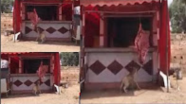 شوفو شنو كتاكلو يالمغاربة ...."الكلاب الضالة" كتسبقكم للحم عند الكزارة