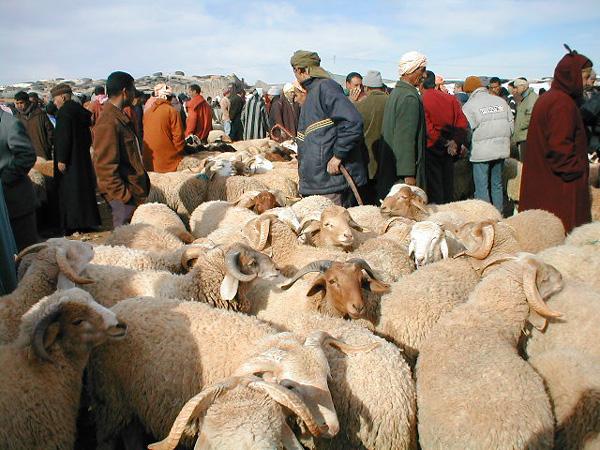 الداخلية تمنع  "گاراجات" بيع الأضاحي للعام الثاني على التوالي