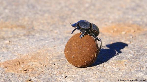 دراسة: الخنفساء تحتفظ بالحمض النووي الخاص بالكائنات المحيطة بها