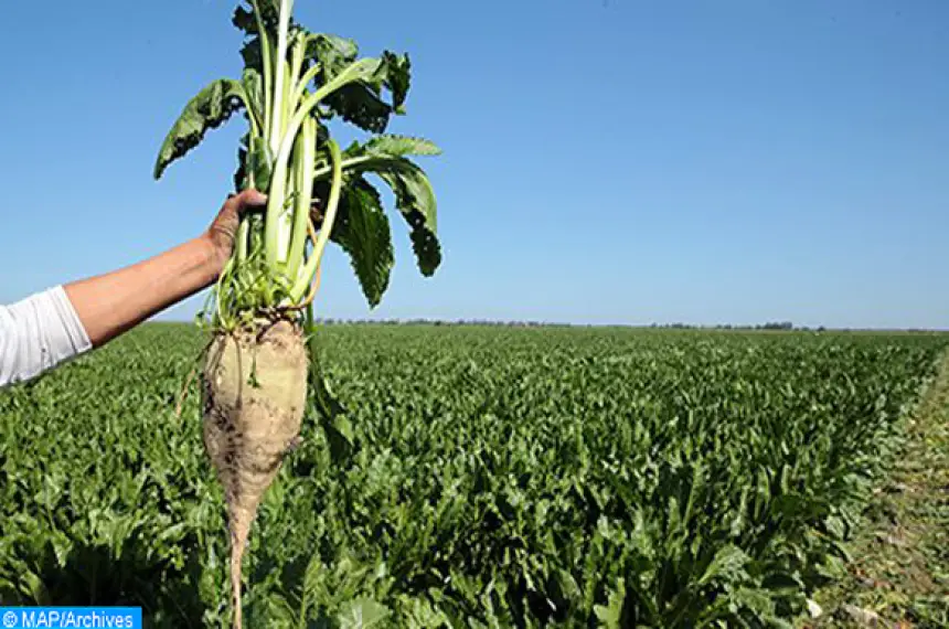 انطلاق موسم قلع الزراعات السكرية بمنطقة الغرب