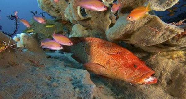 شاهد..معركة شرسة بين سمكة وجمبري..والفائز هو؟!!