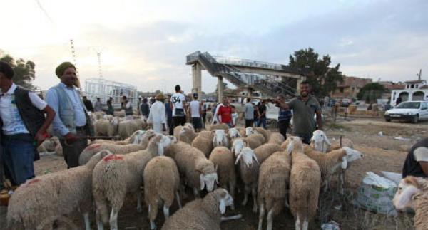خبير تغذية يحذر: لا تتناولوا لحوم الأضاحي قبل 6 ساعات