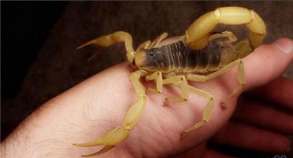 لسعة عقرب تدخل شخصا إلى الإنعاش بمستشفى سطات