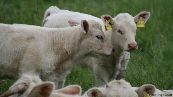 غرامة مالية وعقوبة تأديبية لرجل مارس الجنس مع بقرتين