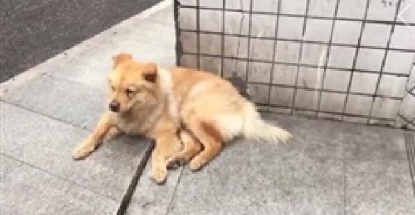 كلب مخلص ينتظر صاحبه 12 ساعة يوميا في محطة مترو (فيديو)