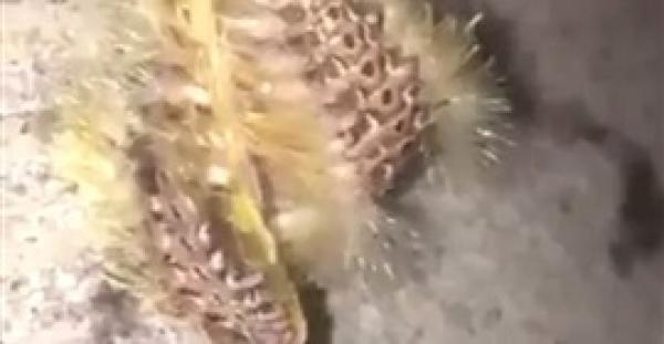 بالفيديو والصور.. حقيقة إمساك 3 مراهقين بكائن فضائى في أستراليا