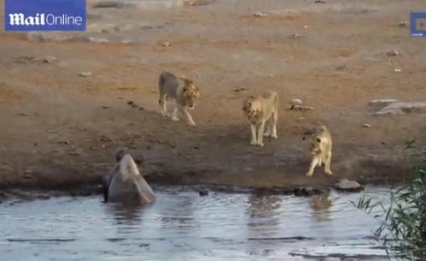 بالفيديو: أنثى وحيد القرن تتغلب على 3 أسود جائعة