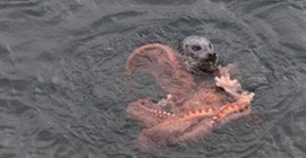 بالفيديو والصور.. 10 دقائق تحسم معركة شرسة بين إخطبوط ضخم وكلب البحر