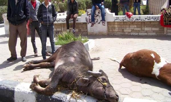 الصورة من الأرشيف