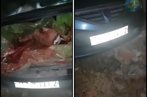 صيادة يهربون من سيارة تاركين فيها 5 غزلان نادرة