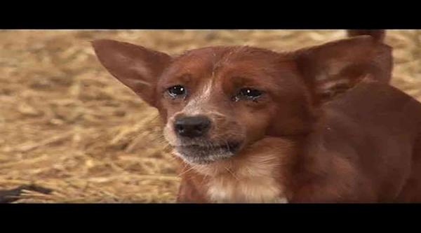 بالفيديو ..كلب ضال يبكي كلما حصل على طعام