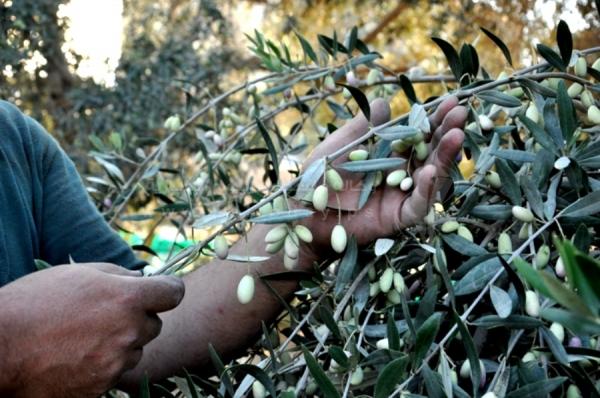 ستيني يجني الزيتون يسقط من فوق الشجرة ويلقى حتفه ونقل جثه لمستودع الأموات