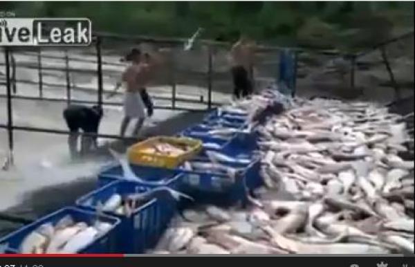 بالفيديو: طريقة مبتكرة لصيد السمك في فيتنام!