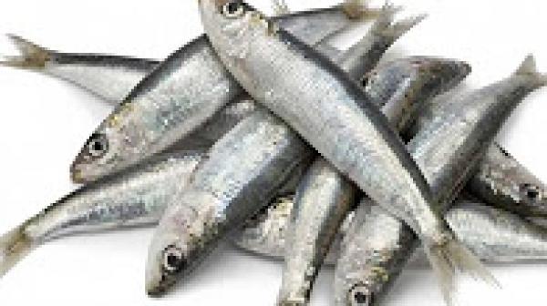 هل تعلم ماذا يحصل لك إذا تناولت سمك السردين أسبوعيا.. مدهش !