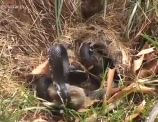 بالفيديو: أنثى أرنب تخوض معركة مع ثعبان  دفاعاً عن صغارها