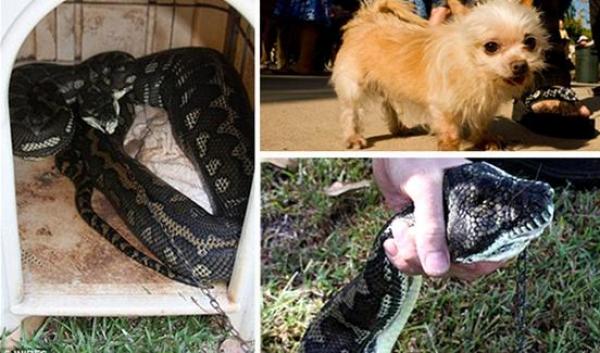 كلب يتحول إلى ثعبان صباح اليوم التالي